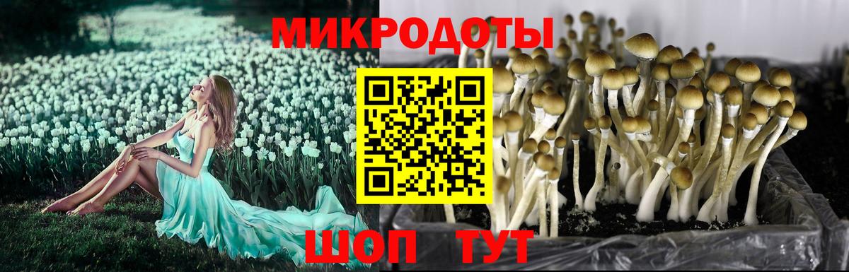 Псилоцибиновые грибы Cubensis Губкинский